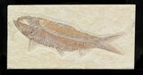 Knightia Fossil Fish #32982-1